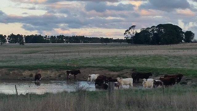 PIC OF THE DAY:  "#Cows having a #dip in the #dam as the #sunsets #Ballarat #Victoria #countryside #drive #naturalbeauty #landscapes #MotherEarth #Earth #beautiful #sky #colour #light #Luba #autumn"