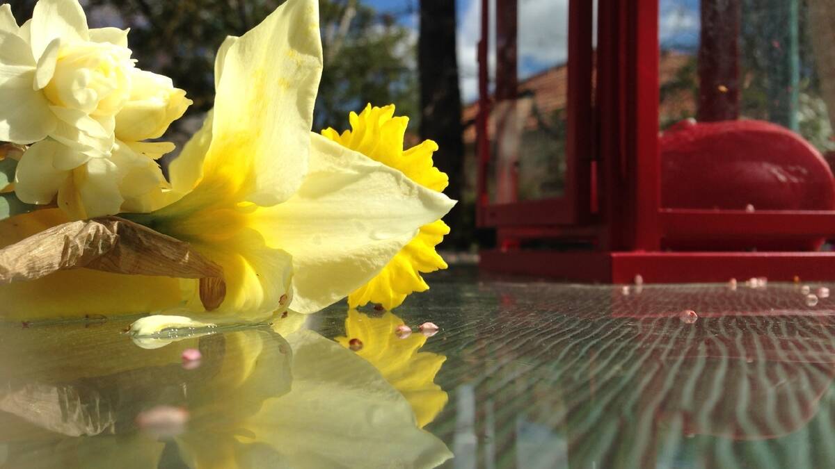 Daffodil: The ripple effects of child abuse. Picture: Peter Blenkiron 