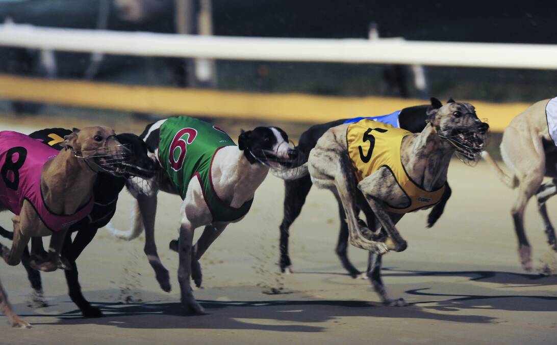 No go: An application to house 20 racing greyhounds at Creswick has been knocked back by Hepburn Shire Council. Thirteen neighbours objected the proposal. Picture: Graham Tidy