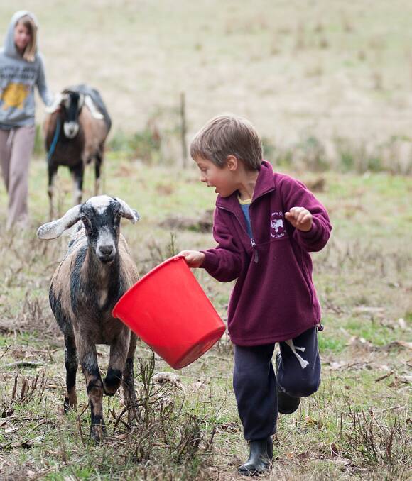 Goating around: Bullarto Primary School children on their stud, at the head of Wombat State Forest. A workshop on June 5 aims to teach participants how to milk goats and make ice-cream and cheese. Picture: Sandy Scheltema