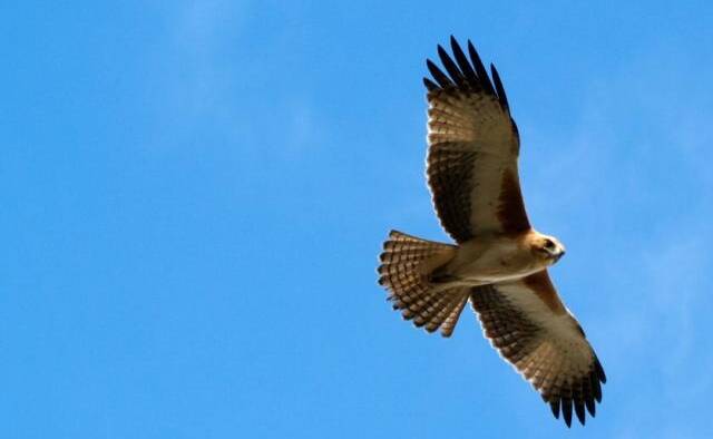 SOARING: The little eagle is a stocky "mini hawk" about the same size as a raven, with feathered legs or trousers.