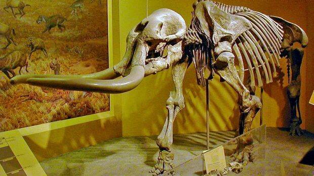 A skeleton of a stegomastodon found in Arizona on exhibition at the Smithsonian National Museum of Natural History. Photo: Supplied
