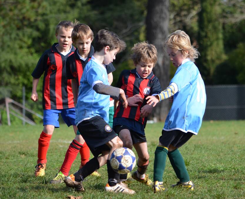 GROWING SPORT: Daylesford and Hepburn United Soccer Club will launch the Under 7s and Under 9s season today.