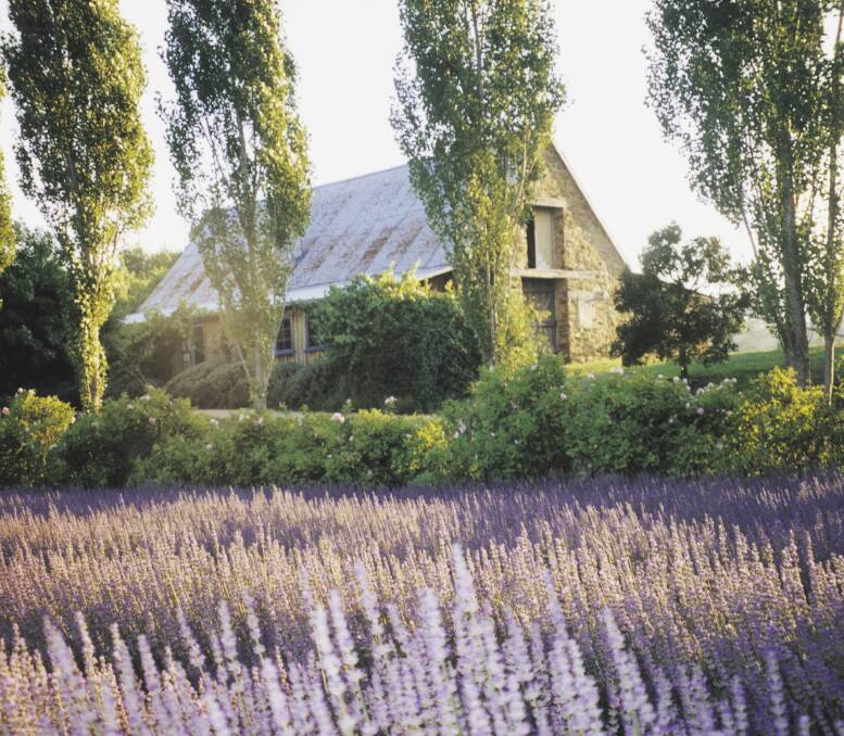 PRETTY AS A PICTURE: Lavandula at Daylesford is just one of the many great tourist attractions in the region. The state government has announced a major boost to tourism across Victoria.