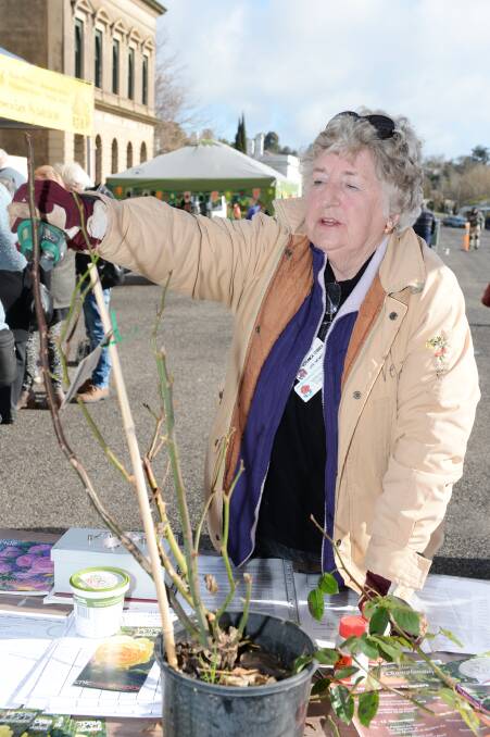 Best in the business: Victorian Rose Society president Veronica O'Brien shows the tricks of the trade during a rose pruning exhibition at the Clunes Farmers Market on Sunday.  Picture: Kate Healy.  