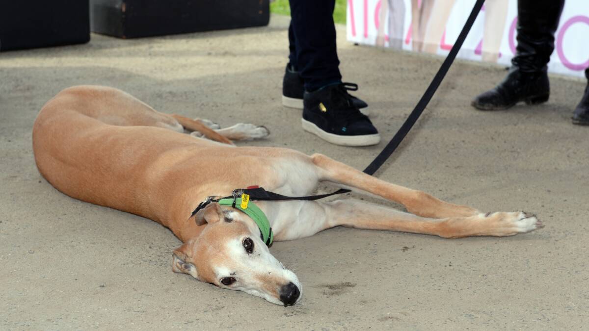 Greyhound Racing Victoria’s annual report revealed 3012 dogs were put down in 2015-2016. Picture: Kate Healy.