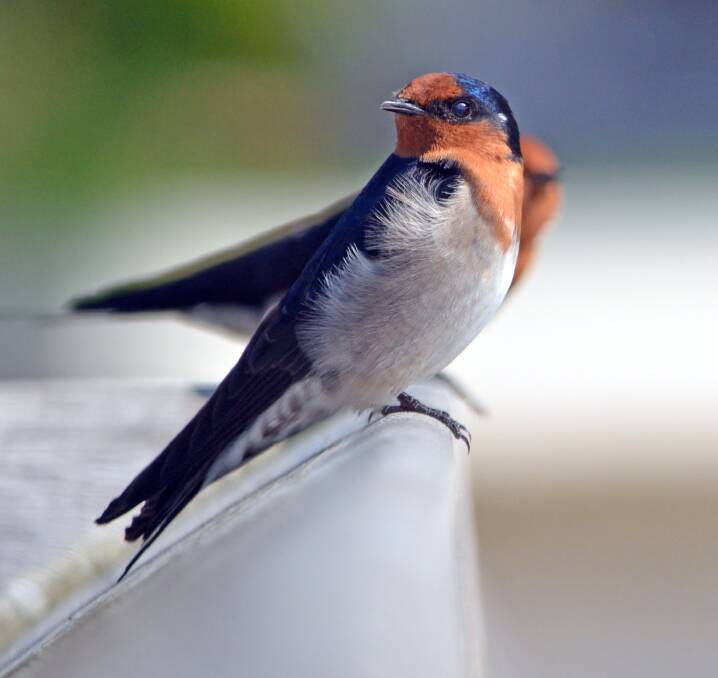 LOCAL: Some welcome swallows stay in the district throughout the year.