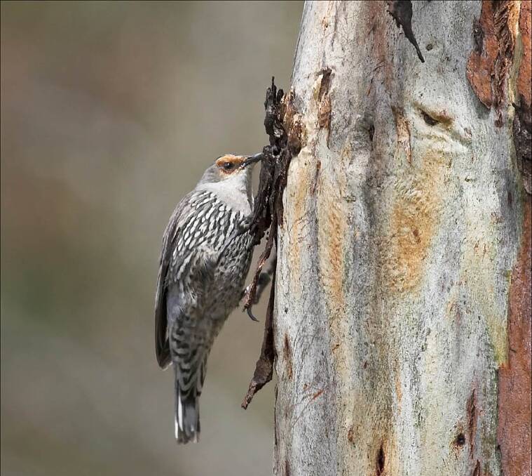 RARE: Red-browed treecreepers are a species of interest in the Wombat Forest, isolated from their larger eastern populations. Picture: Julian Robinson