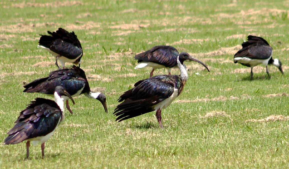 STRAW-NECKED IBIS: Gearing up for mating season and feasting in the wet paddocks.