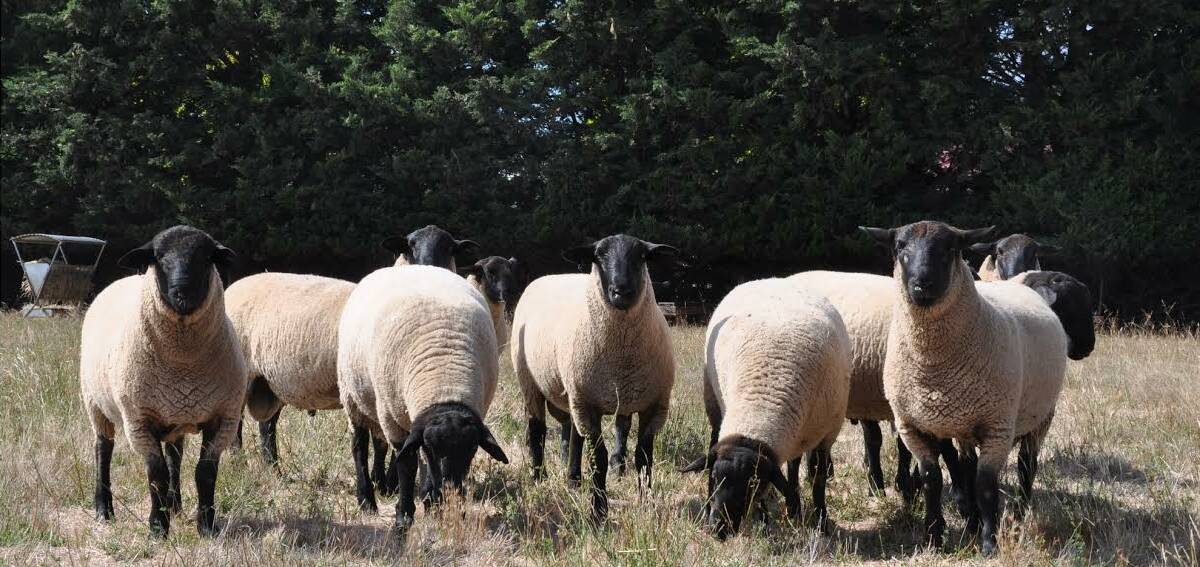 PRIME LAMB: The Paddock to Plate event will place Suffolk sheep centre stage. Picture: Blue Rock Highlands and Suffolk. 