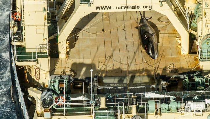 Japan's giant abattoir ship Nisshin Maru on Sunday with a harpooned minke whale on the deck. Photo: Sea Shepherd