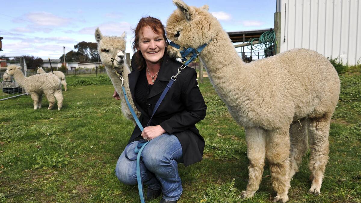Creswick Woollen Mills resident alpacas Pebbles and Bambi enjoy time with site manager Debbie Hatfield. Picture: JULIE HOUGH  