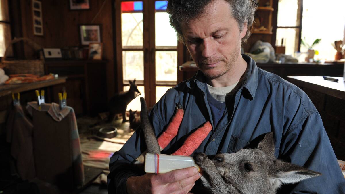 Hepburn Wildlife Shelter's manager Jon Rowden attends to an injured kangaroo at the centre. Picture: JULIE HOUGH