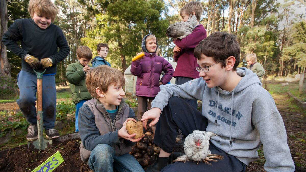 CHECK IT OUT: Geordie proudly shows off a heart-shaped potato he harvested from the garden to Jack. Ben is digging for more potatoes while the other children take a break from harvesting.

 Picture: SANDY SCHELTEMA
