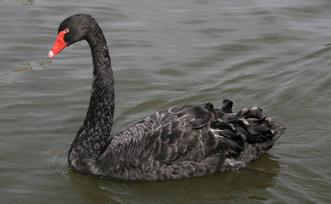 RESEARCH: Black swans are the subject of intense study by researchers at Melbourne University.