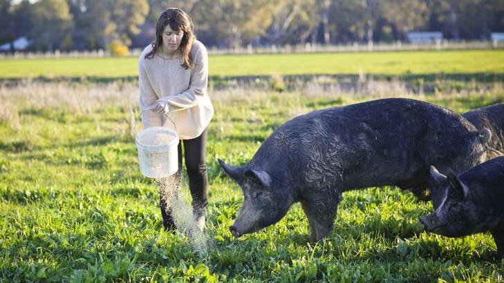 Fairytale life: Pigs at Bundarra Berkshires in southern New South Wales are raised free-range.