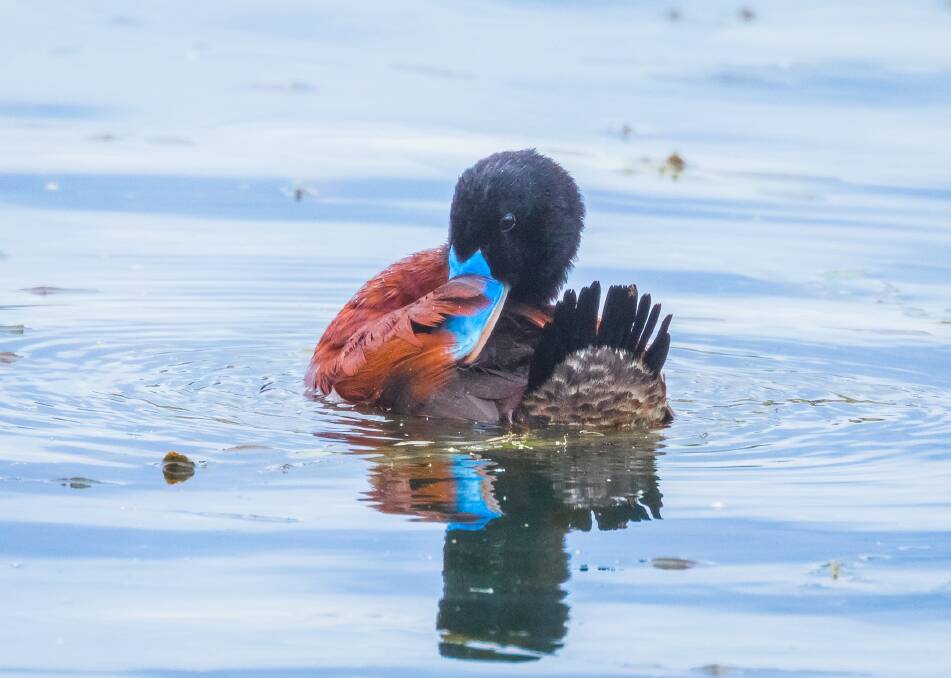 A rare sight: The endangered blue-billed duck, native to Ballarat. Photo: Nalini Scarfe