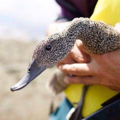 A wounded freckled duck. Photo: supplied