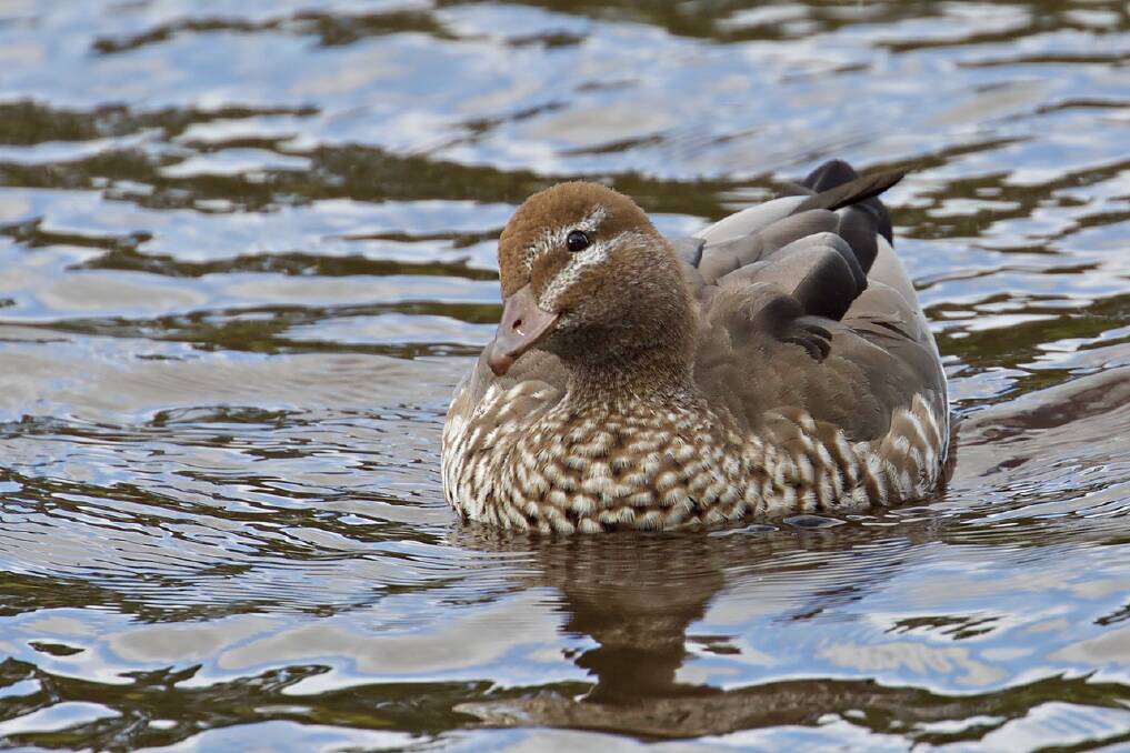 A young Australian wood duck. Photo: Eleanor Dilley