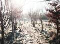 FROSTY MORNINGS: The Bureau of Meteorology says frost warnings are likely for the whole of the state on Wednesday, with the north and north east experiencing frost on Tuesday and Thursday too. Photo: Jon Stutfield (Unsplash).