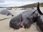A large pod of whales was discovered washed ashore on Freycenet Peninsular. Photo by Chris Theobald. 