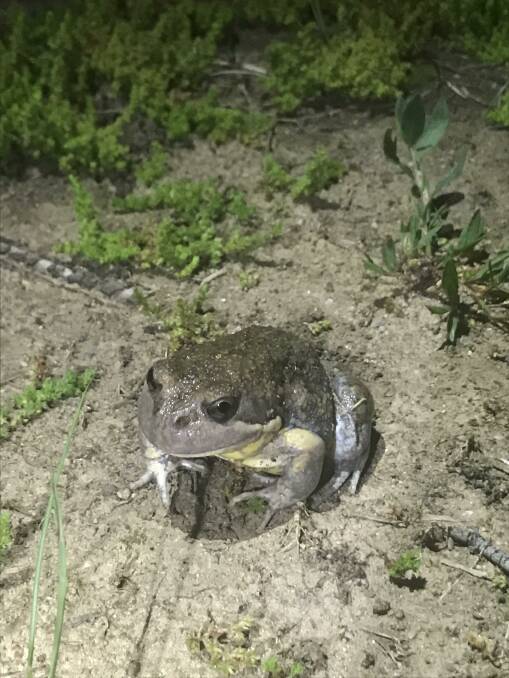 The Eastern Banjo Frog. Picture: Isabella Howard 