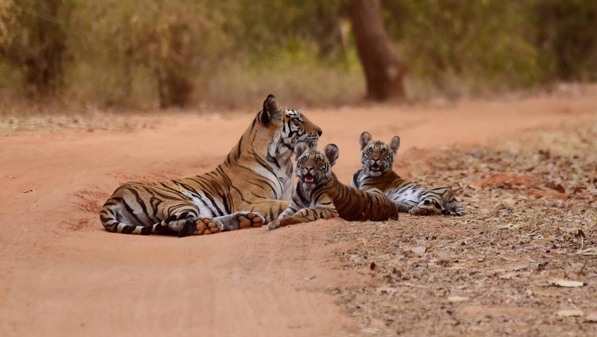 An Indian highlight … searching for the elusive Royal Bengal Tiger in Ranthambore Tiger Reserve. 