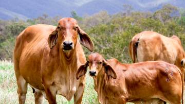 The Tails of the Brahman Herd podcast is set to showcase some of the breed and the beef industry's most iconic characters.