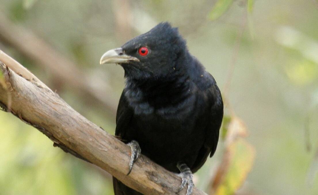 The male koel is a glossy blue black with a pale bill and red eyes, while the female is a lovely mix of brown and faun.