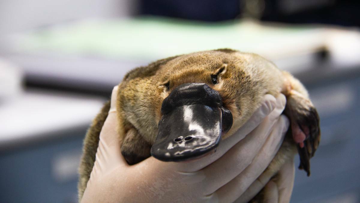 A platypus preparing to return to Tidbinbilla Nature Reserve from Taronga Zoo. Photo: ACT government.