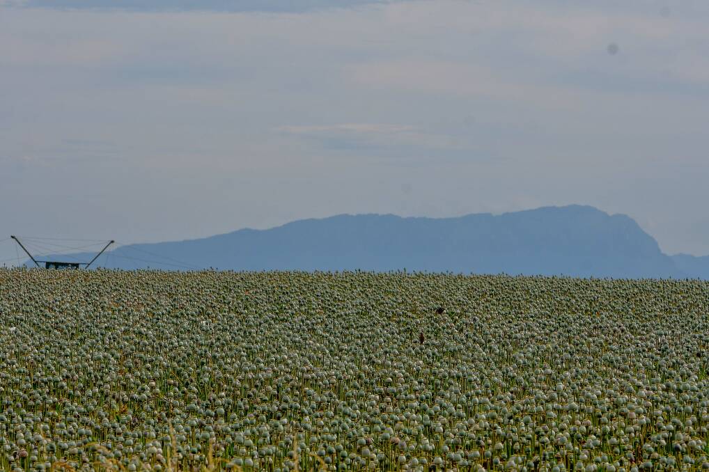 High Hopes: Overlooking a poppy paddock at Sassafras with Mount Roland in the background. Picture: Scott Gelston.