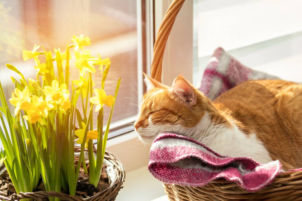 SEASONS TURN: Ah, spring delights cats ... and mankind. Picture: Shutterstock