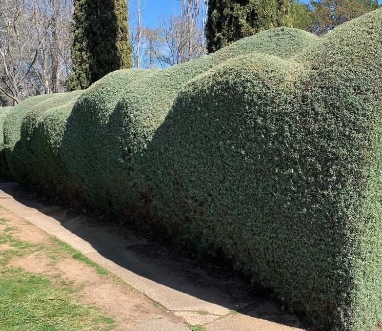 The 'lumpy' hedge in Manuka. Picture: Supplied