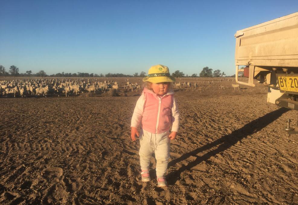  Caroline, 2, helps dad Henry Taylor feed the sheep at 'Warrambone'. Photo: SUPPLIED