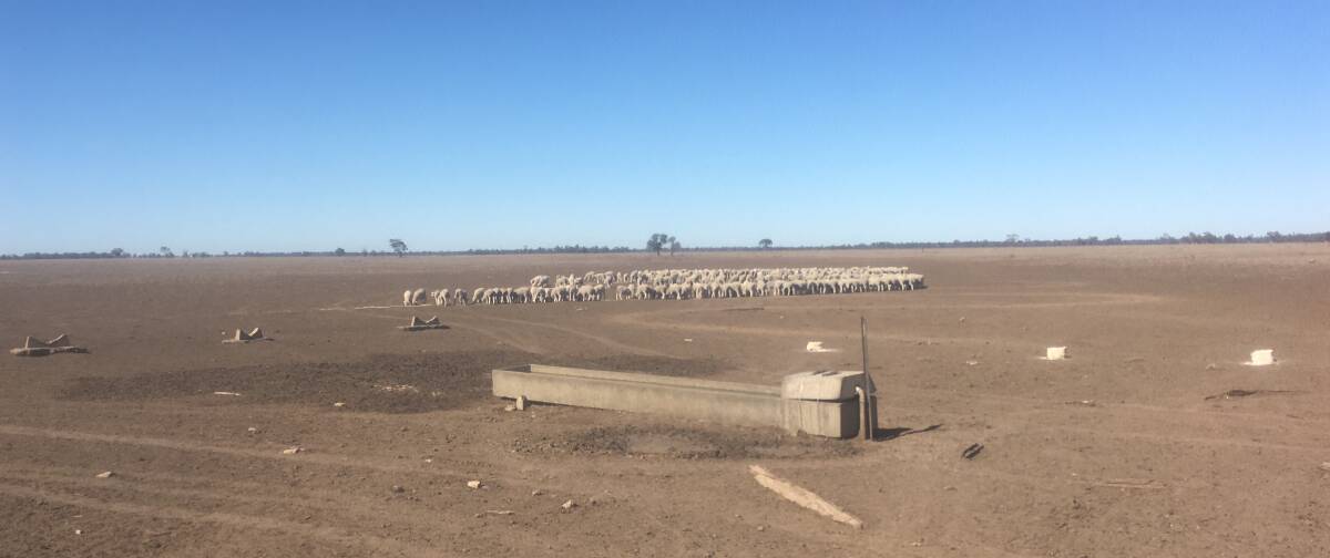 The Taylors' property 'Warrambone' near Coonamble NSW in August of this year. Photo: SUPPLIED