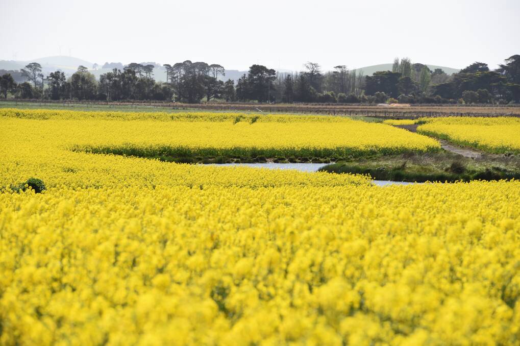 Canola crops across the region were under threat from the severe weather forecast. 