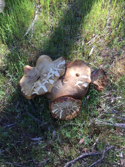 Widespread: The Giant Bolete grows throughout Australia, Indonesia, Malaysia, Sri Lanka, China and is also found in New Zealand. Picture: Supplied.