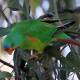 Swift parrot. Picture: SUPPLIED
