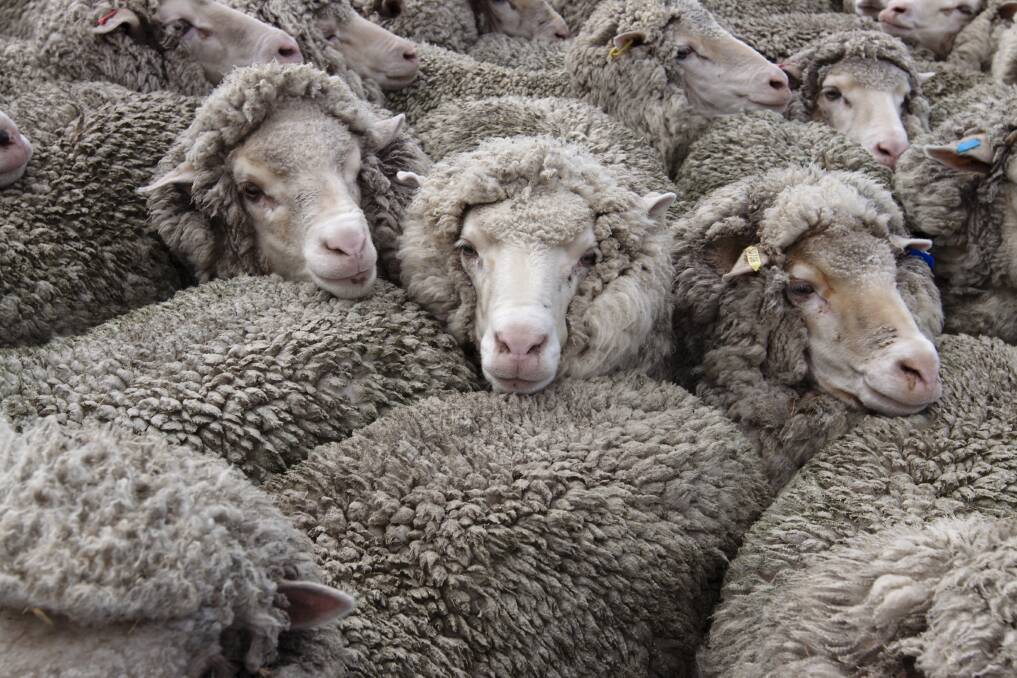 A file photo of Merino sheep. Picture: Steve Hynes.
