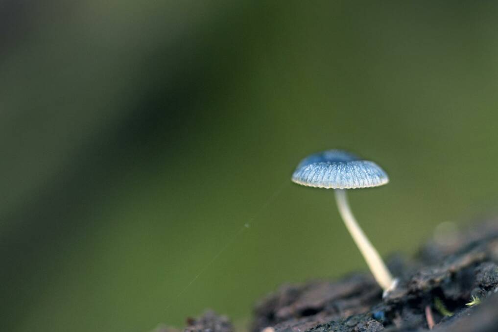 Fungi, like this pixie's parasol (Mycena interrupta) are important recyclers in the Wombat Forest. Photo: Alison Pouliot 