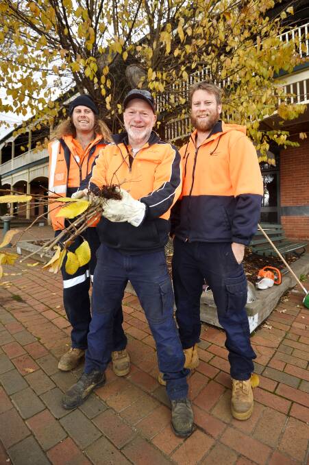 READY TO PROPAGATE: Hepburn Shire Council's gardener Carlson, Head Gardener John Roach and Team Leader of Gardens and Arboriculture Sean Ludeke took cuttings from the Tree of Knowledge last Friday. Photo: Dylan Burns