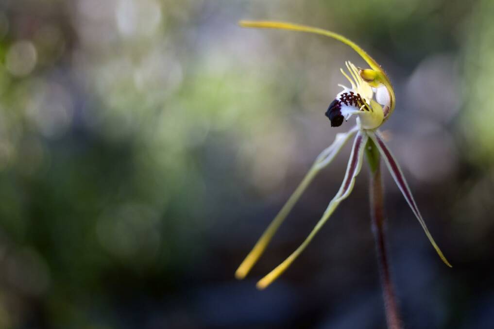 A brown-clubbed spider orchid (Caladenia phaeoclavia). Photo: Alison Pouliot