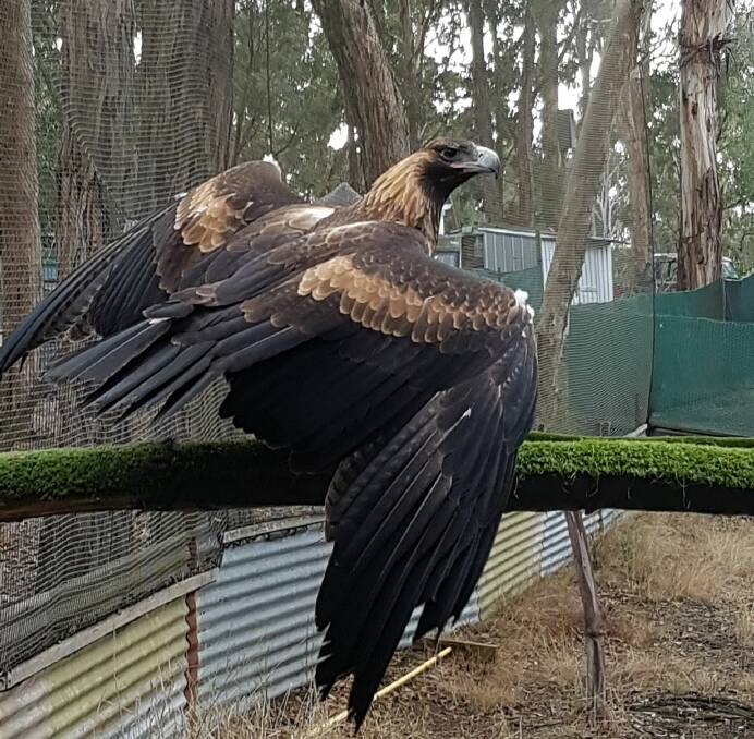 SOAR TO NEW HEIGHTS: The wedge-tailed eagle pictured during its rehabilitation period at Hepburn Wildlife Shelter, situated just outside the Wombat State Forest. 