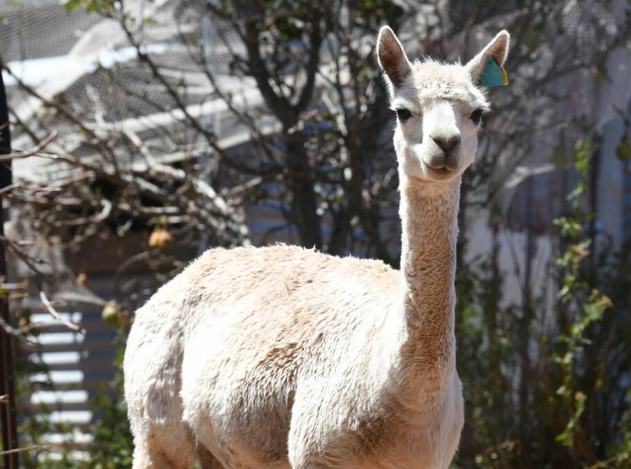 LOVED: The rescue is home to a number of alpacas. Photo: Lachlan Bence