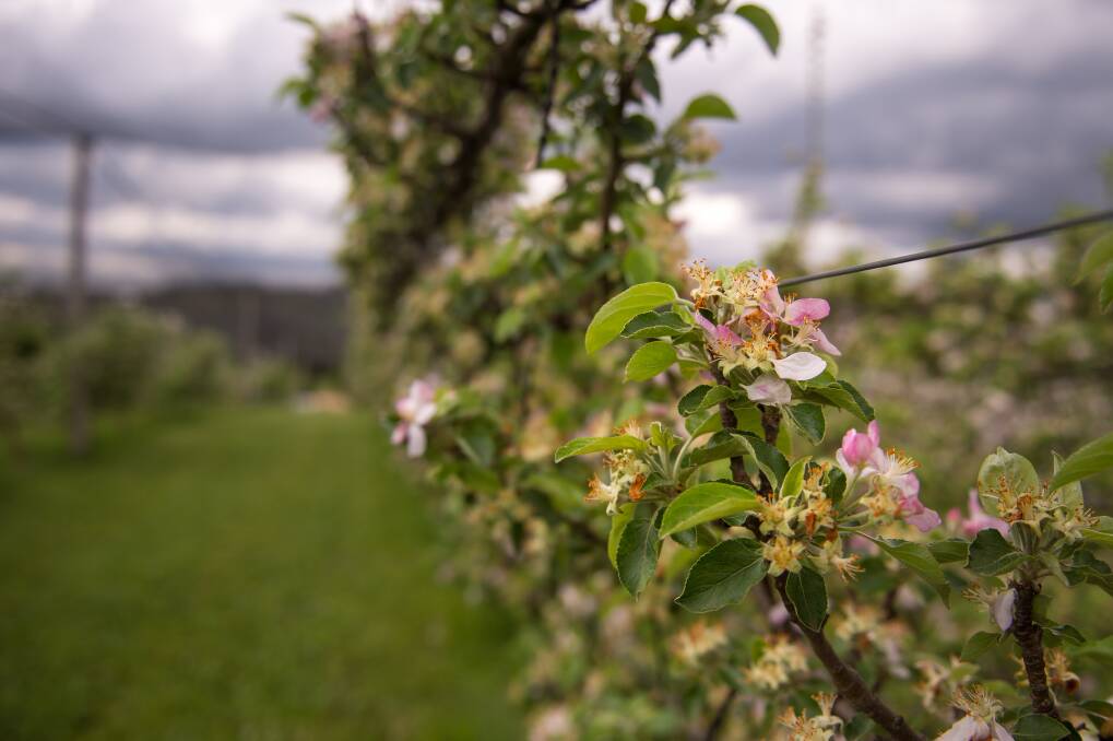 PINK: The orchard is blossoming. Photo: Dylan Burns