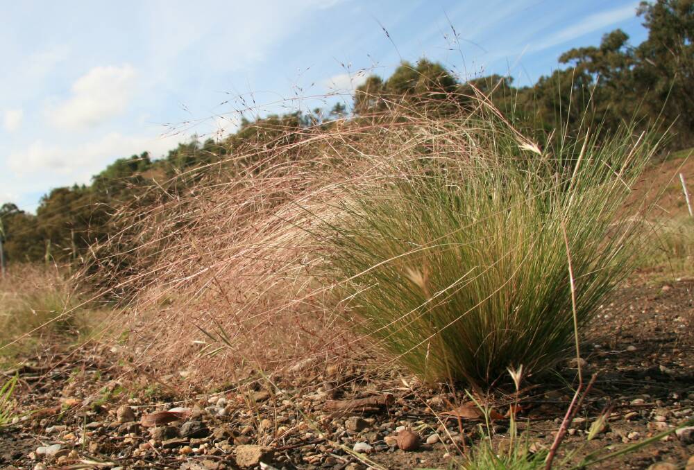 A serrated tussock plant.
