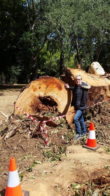 SAD: Karen Monola with the stumps of the trees at Victoria Park, Daylesford.