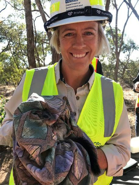 ALL SMILES: Parks Victoria Ranger Team Leader Kyra Winduss with a brush-tailed phascogale that has been tracked through the collaborative monitoring program.