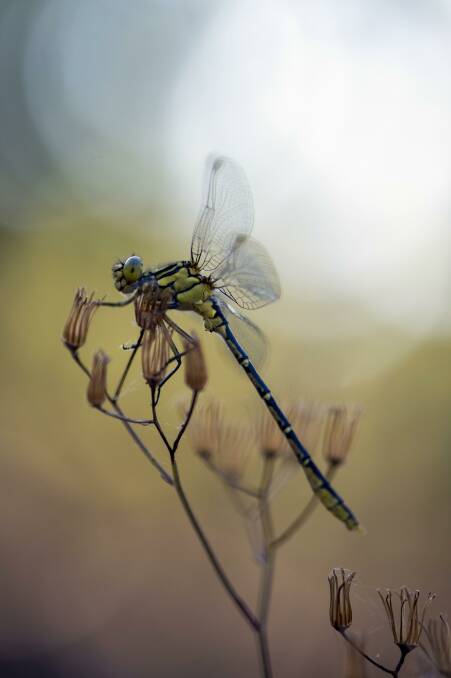 Insects, like this dragonfly, are a vital part of biodiversity. Photo: Alison Pouliot