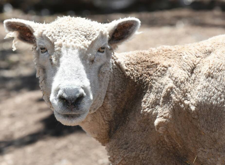 APPRECIATIVE: Trudy the 13-year-old rescue sheep has lived at the property since she was found injured on the side of the road. Photo: Lachlan Bence